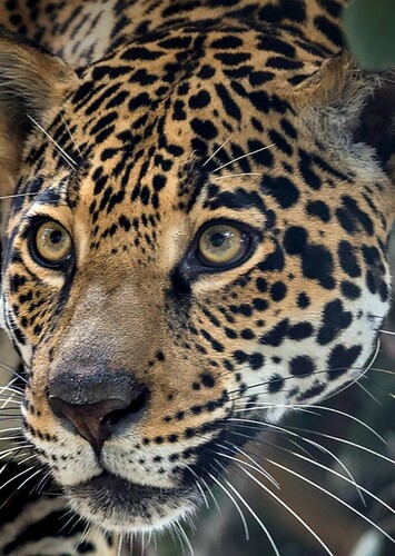 Jaguar