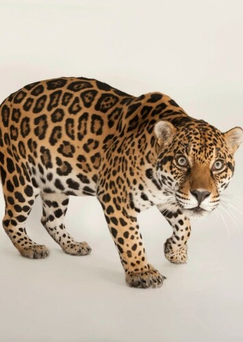 Jaguar