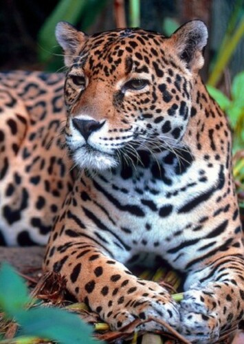 Jaguar