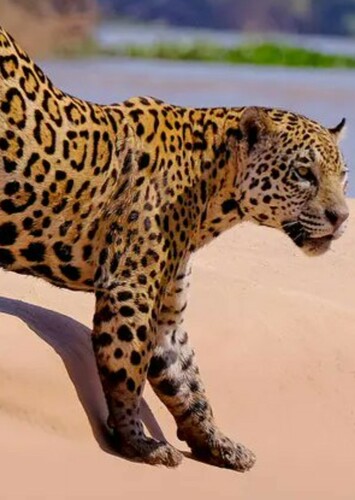 Jaguar