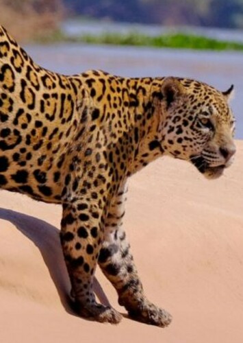 Jaguar