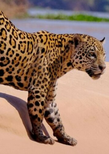 Jaguar
