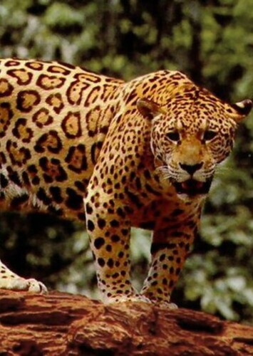 Jaguar