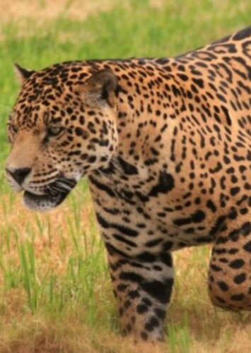 Jaguar
