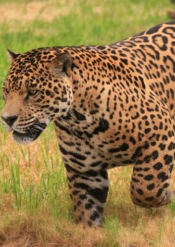 Jaguar