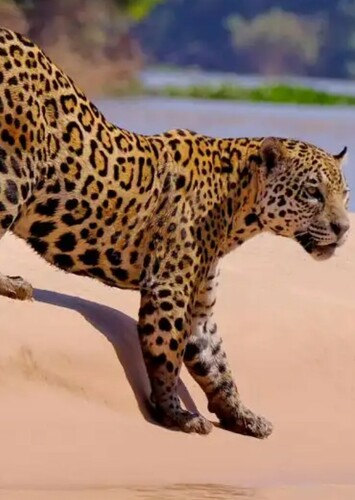 Jaguar