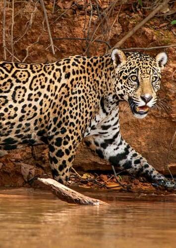 Jaguar
