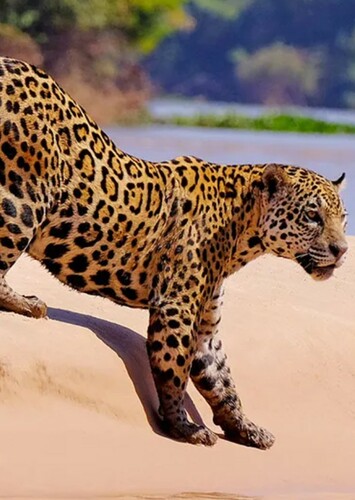 Jaguar