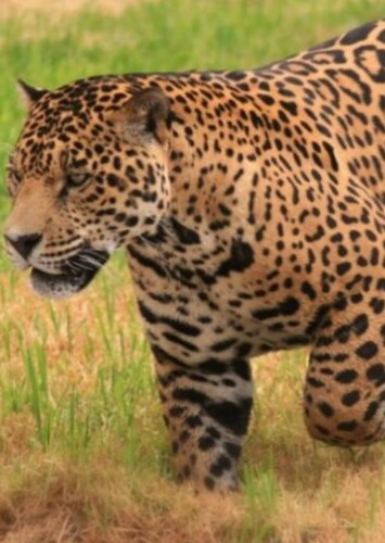 Jaguar