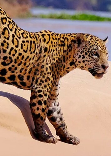 Jaguar
