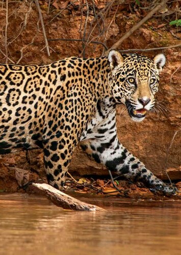 Jaguar