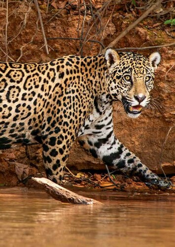 Jaguar