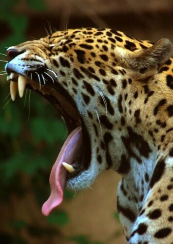Jaguar
