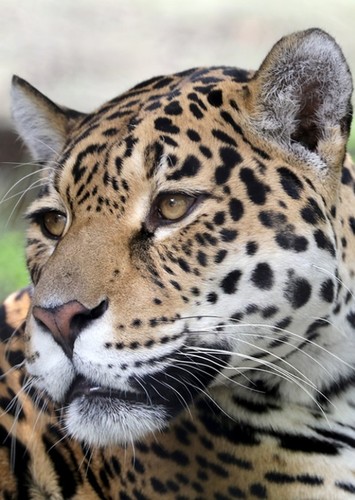 Jaguar
