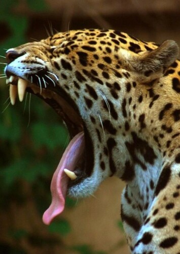 Jaguar