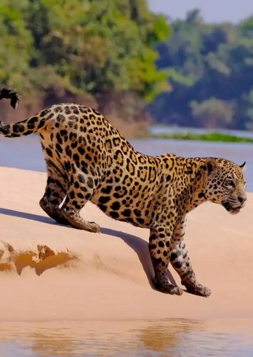 Jaguar