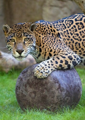 Jaguar