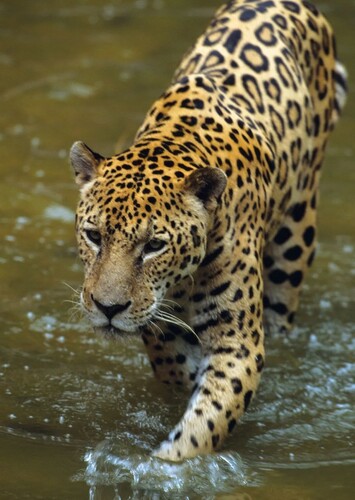 Jaguar