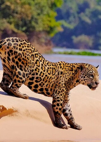 Jaguar