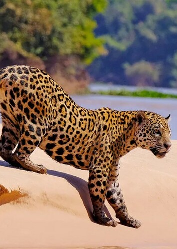 Jaguar