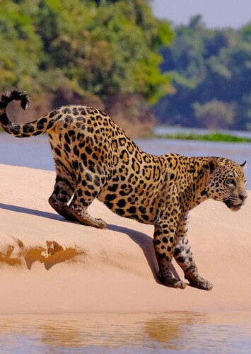 Jaguar