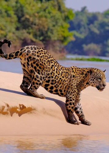 Jaguar