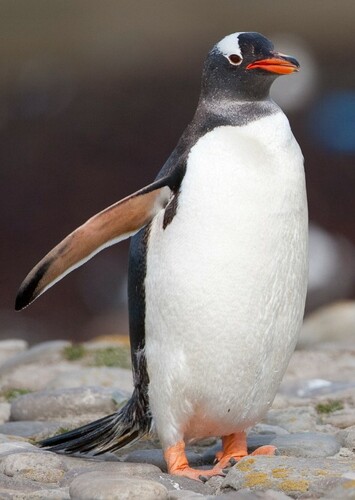 Jake The Gentoo penguin