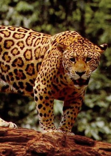 James the Jaguar