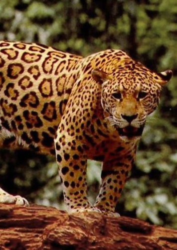 James the Jaguar