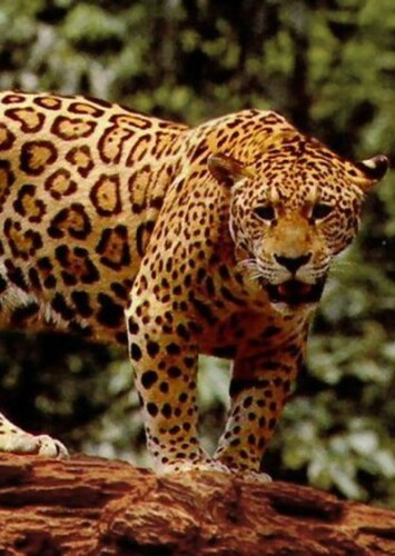 James the Jaguar