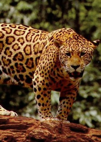 James the Jaguar