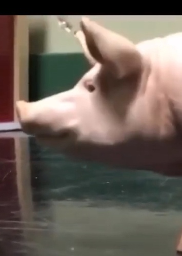 James the pig
