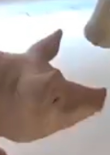 James the pig