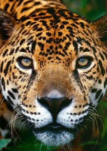 Jane (The Jaguar)