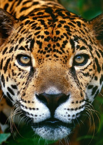 Jane the Jaguar