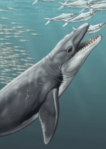 Janjucetus