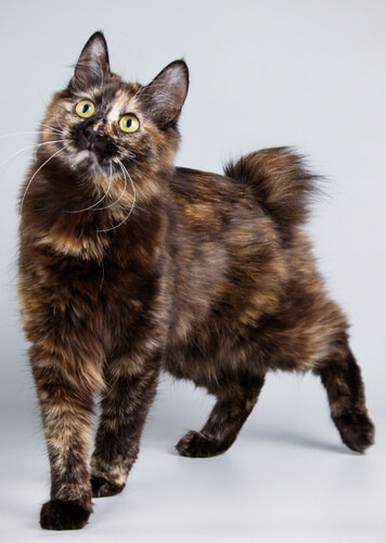 Japanese Bobtail