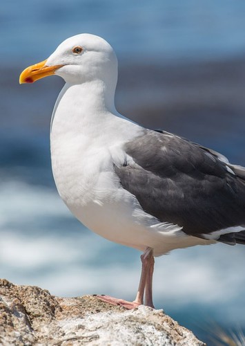 Jason the Seagull