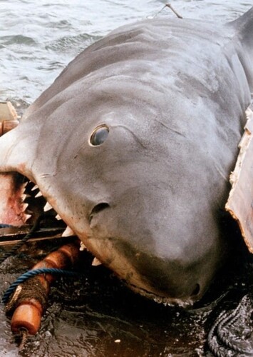 Jaws The Great White Shark