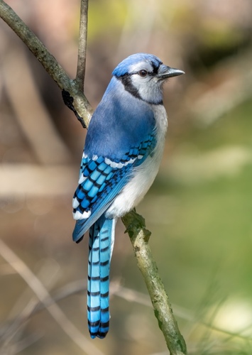 Jay