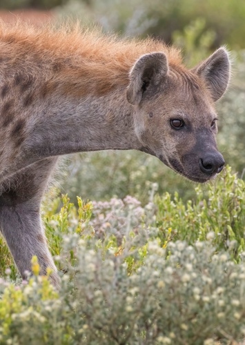 Jay the Spotted Hyena