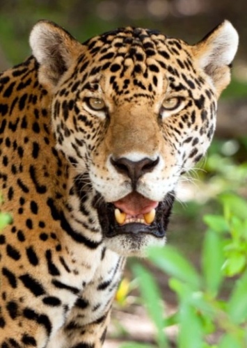 Jayden The Jaguar