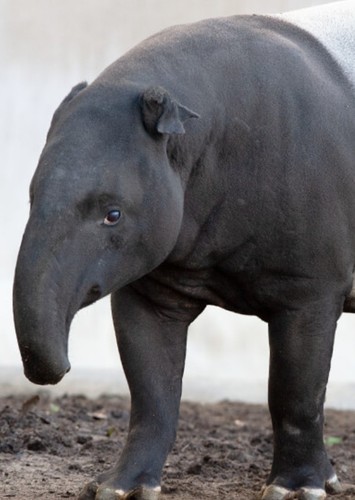 Jerry The Tapir