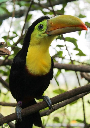 Jerry The Toucan