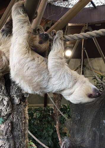 Jersey Zoo