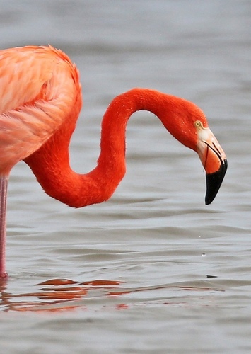 Jessica Flamingo