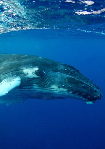 Jimmy the Humpback Whale