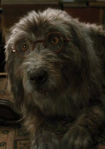 Jip the Dog