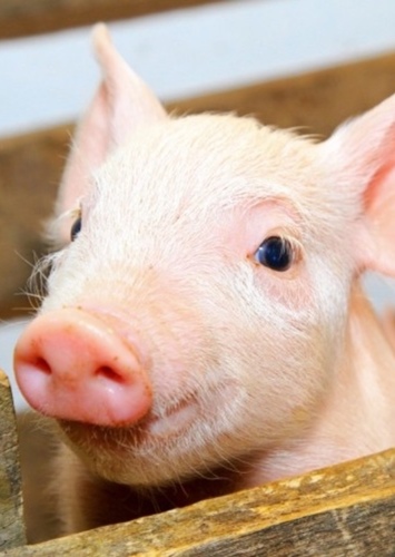 John the Piglet