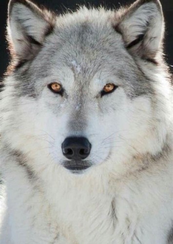 John the Wolf